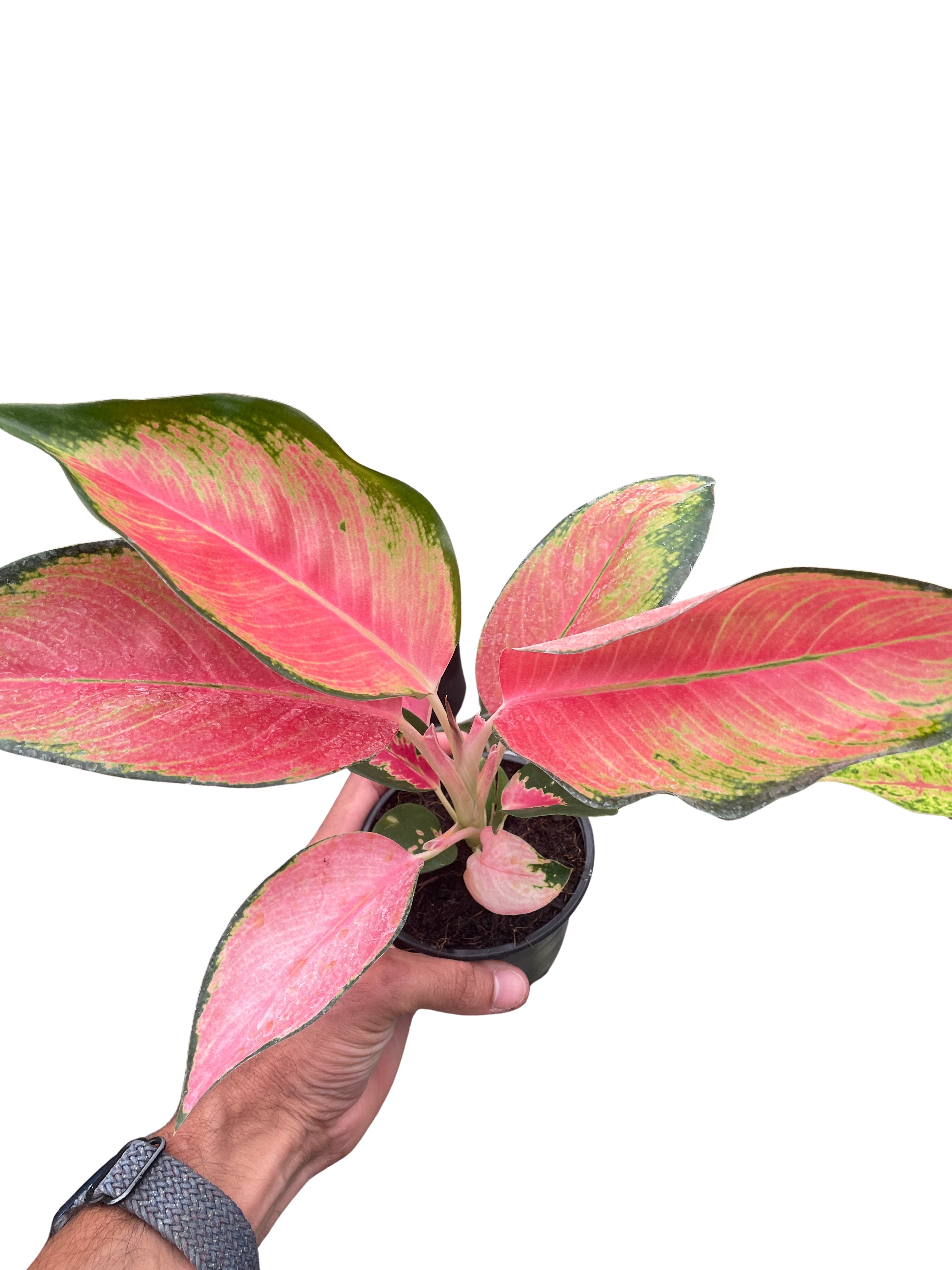 Selected Variant Image