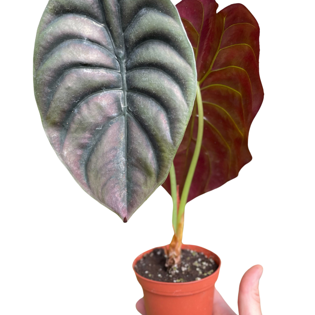 Selected Variant Image